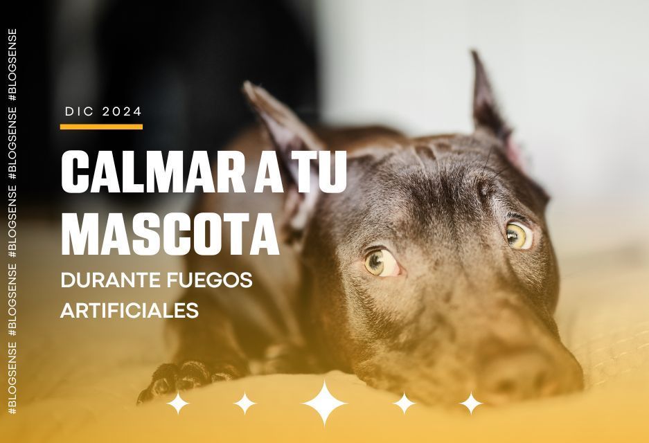 Calmar a tu mascota durante fuegos artificiales